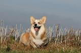 CORGI PEMBROKE 990